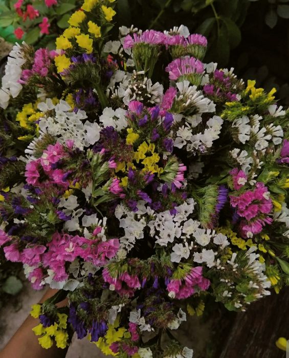 Сухоцветы для творчества