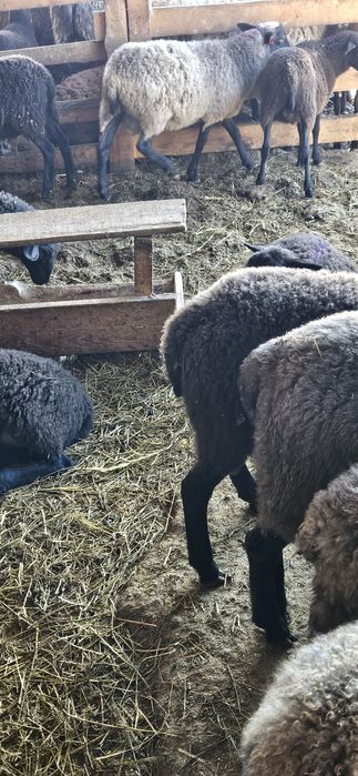 De vanzare: mielute Romanov