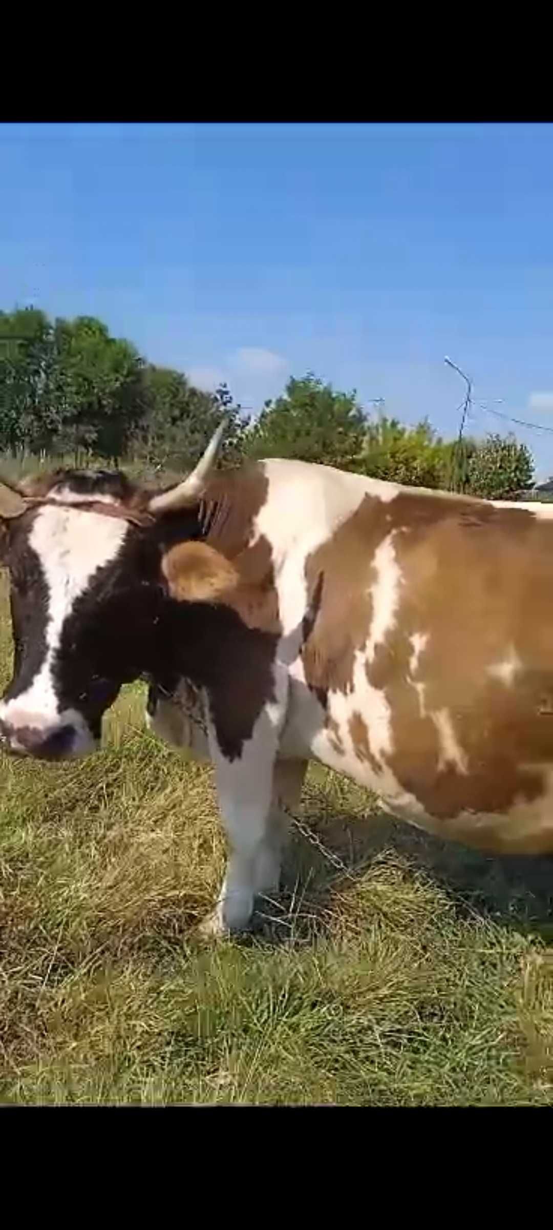 Vaca gestanta  de vânzare urgent