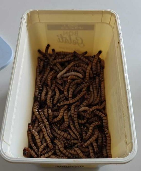 Hrana vie de inalta calitate pentru Reptile – SuperWorms, Dubia
