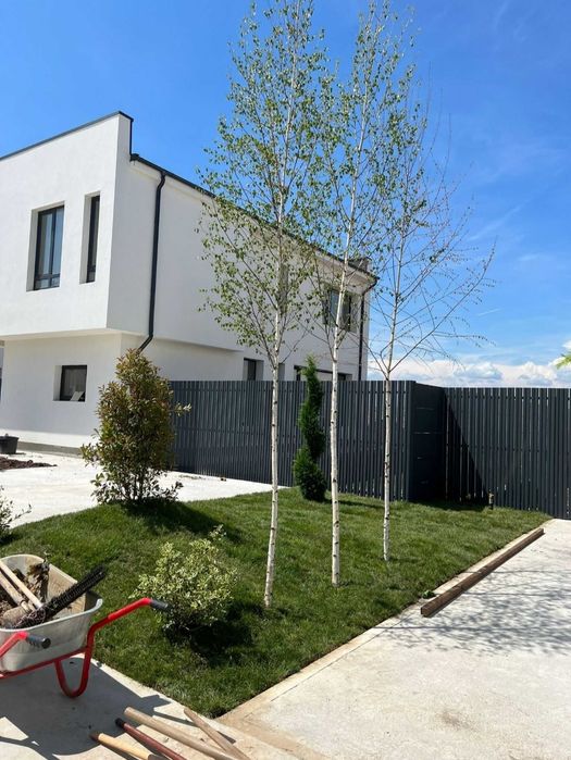 Mesteacăn decorativ platan paltin