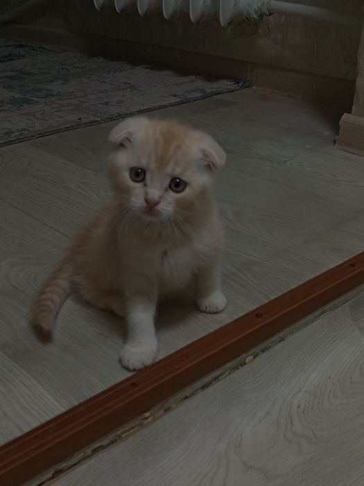 Продам котенка шотландец