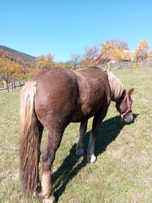 De vânzare două mînze