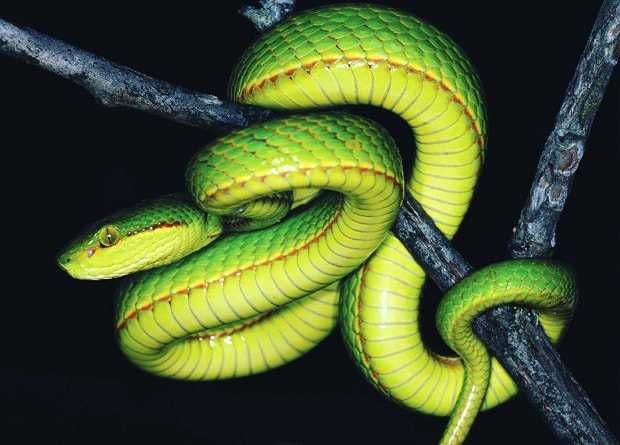 Кормовые обьекты