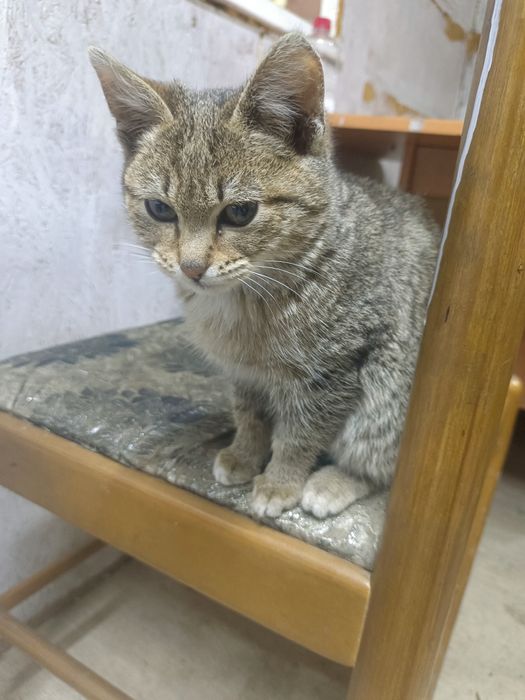 Котенок даром ходит в лоток