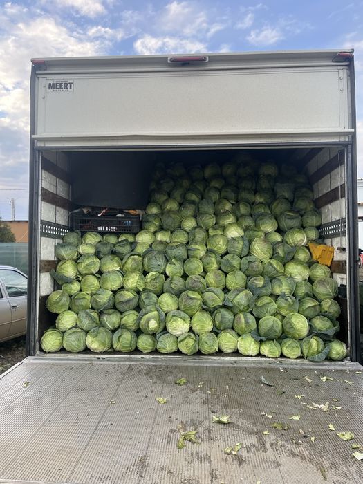 Varza alba bucharest