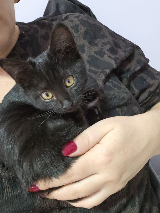 Отдам котёнка девочку в добрые руки (Ташкент)
Ласковая и игривая малыш