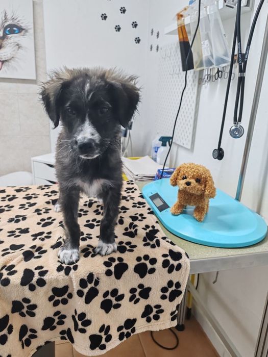 Мъжко кученце на 3 месеца, търси спешно дом или приемна грижа