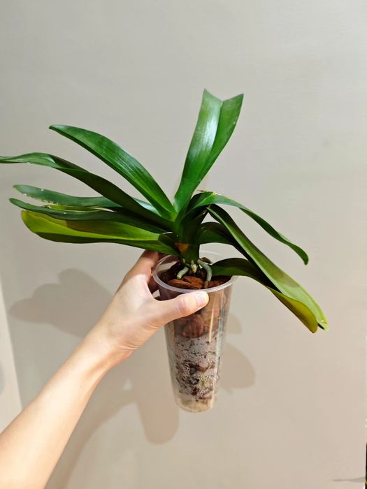 Цветы орхидеи филодендрон