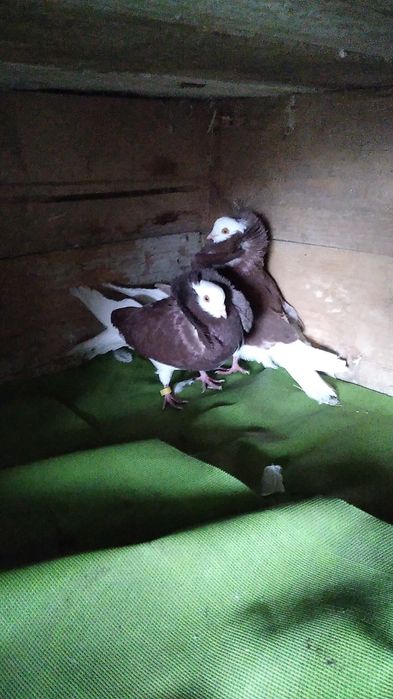 Porunbei de vânzare 200 lei sau schimb pe jucători de BT