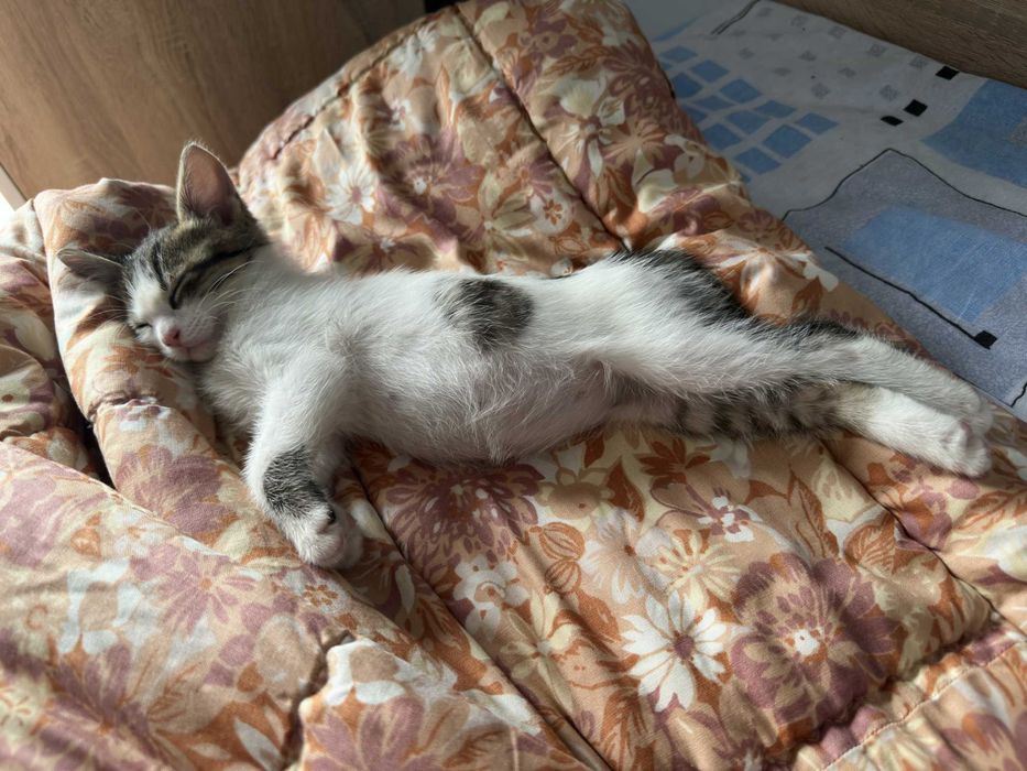 Малко игриво мъжко коте на 2 месеца с подарък креватче и играчки