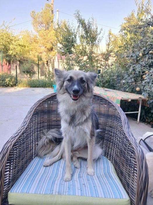 Собака бесплатно