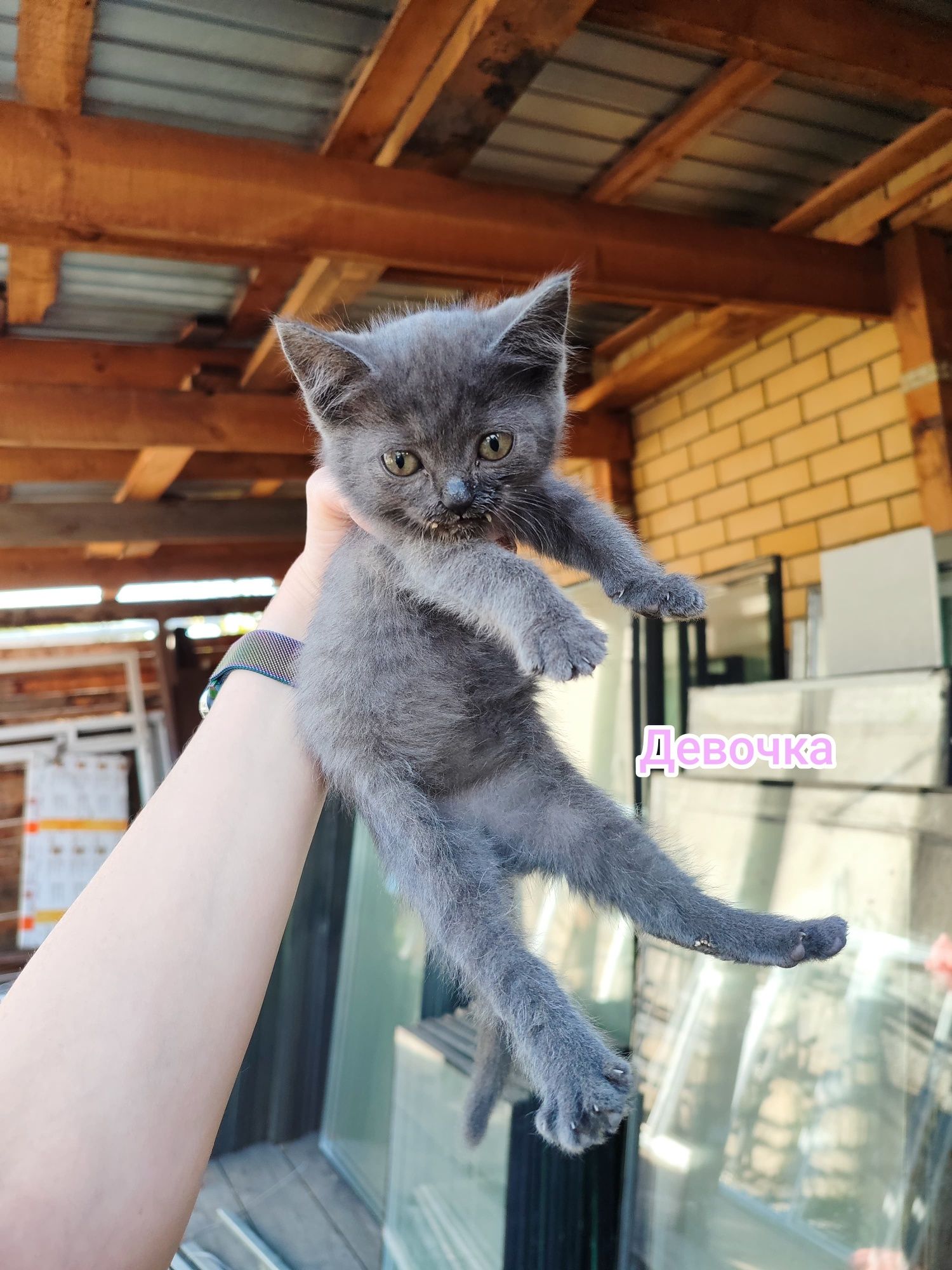 Котята ищут себе дом