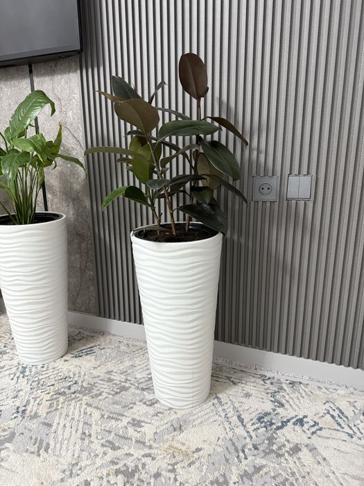 Фикус.      Растение