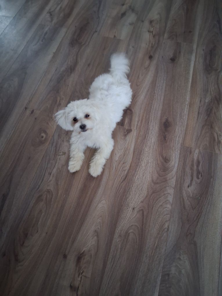 Bichon  fetiță, talie mică, 6 luni
