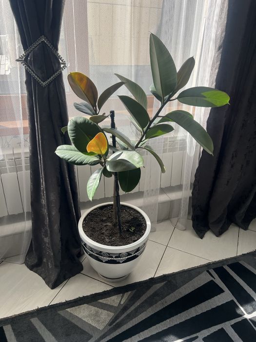 Продам фикус каучуконосный