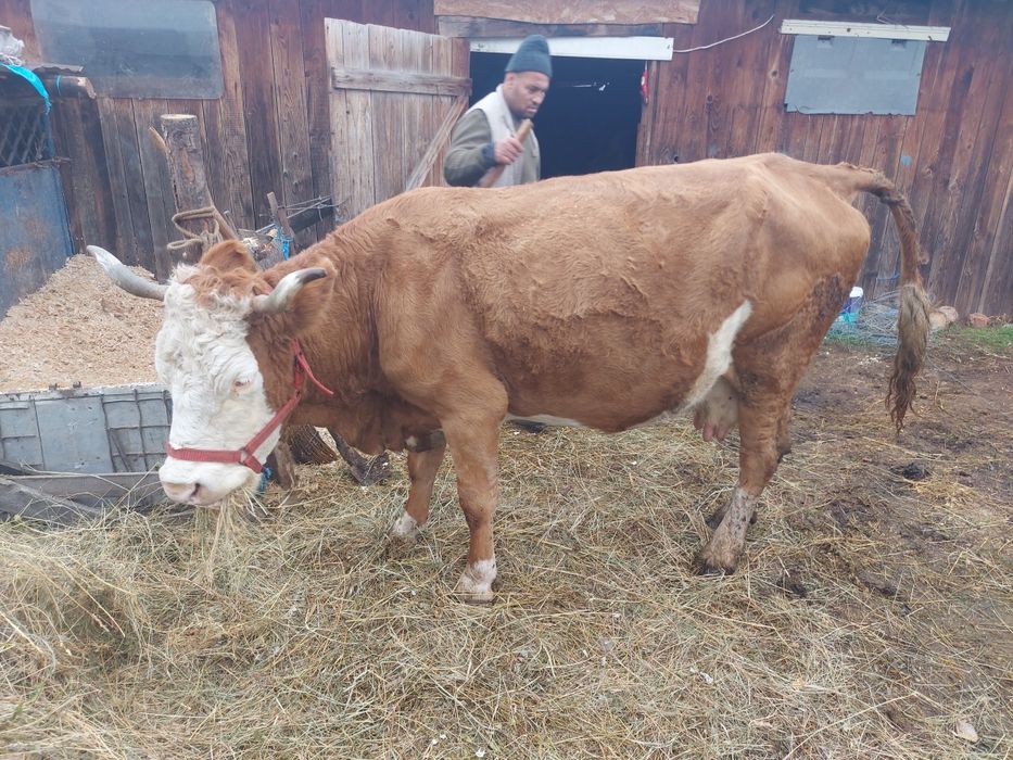 Vând vaca baltata romaneasca