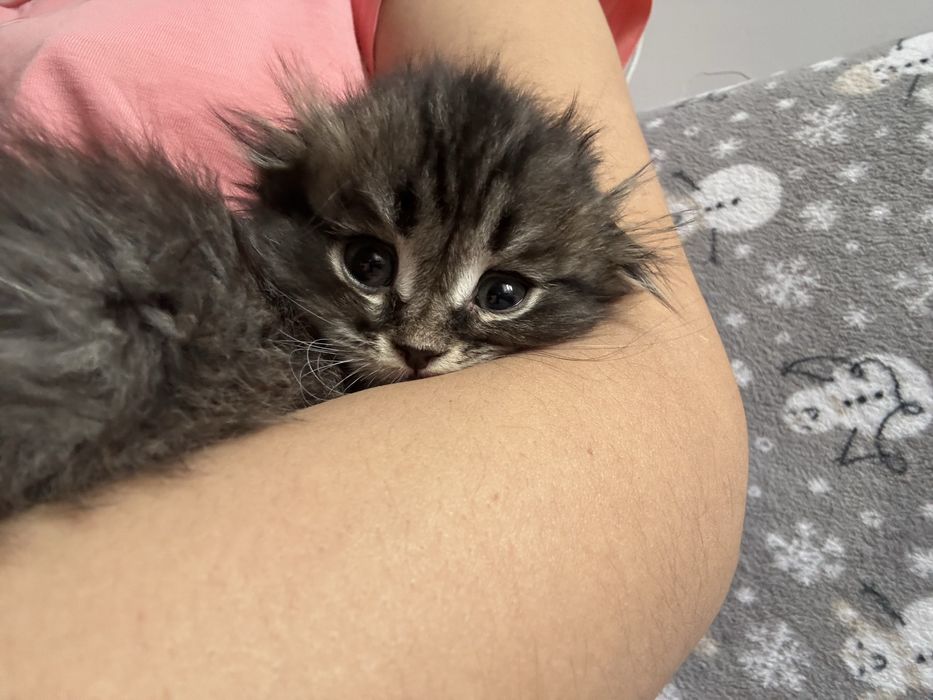 Прдам котенка самец