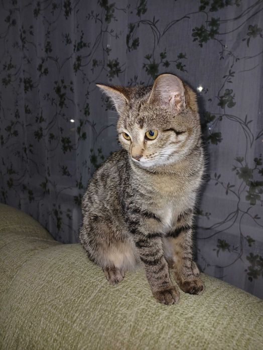 Отдам котенка девочка в добрые руки