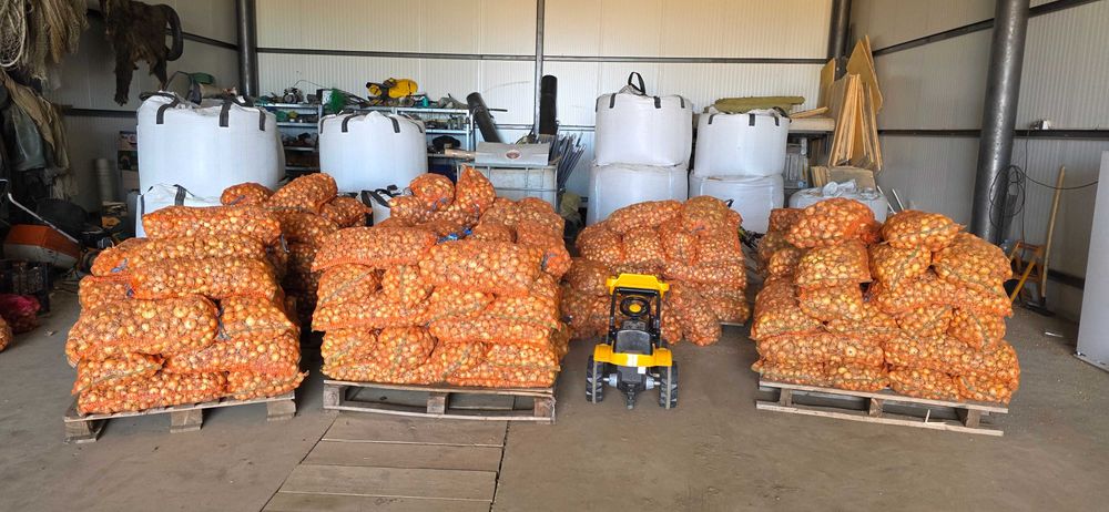 Ceapă pentru plantat – calibru 30-60 mm