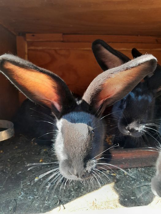 Vând iepuri ,tineret