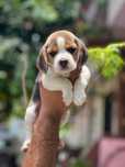 Beagle  original