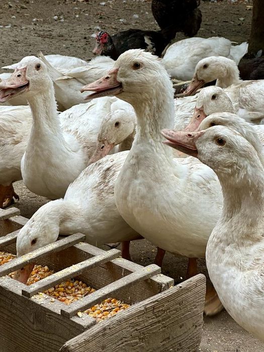 Vând rate Pekin și lesesti