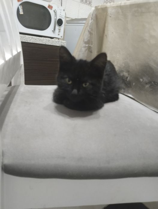 Чорненький котенок!