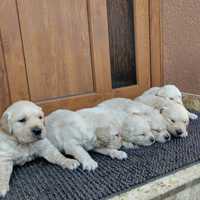 Pui Golden retriever