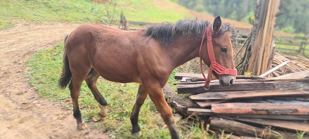 Vând mânz din cai semigrei