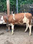 Vand 2 taurasi de crescut