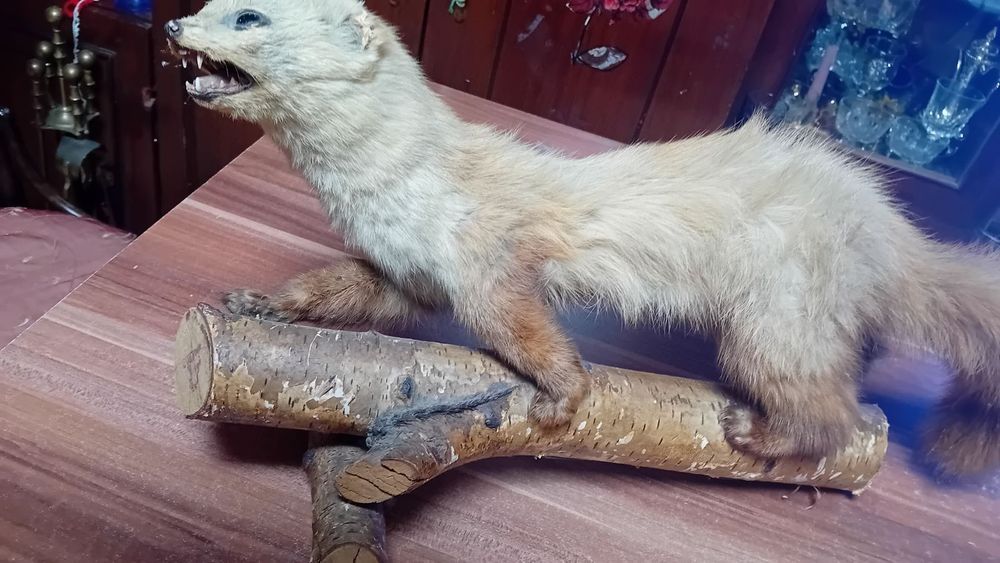 Препарирана  кошута.Катеричка   и  белка