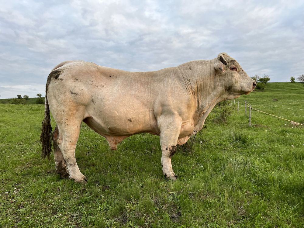 Taur charolais pentru reproductie