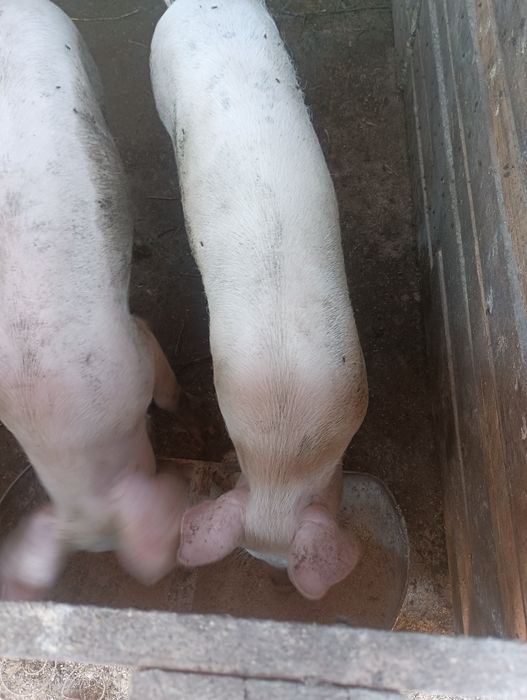 Продавам прасета на месо