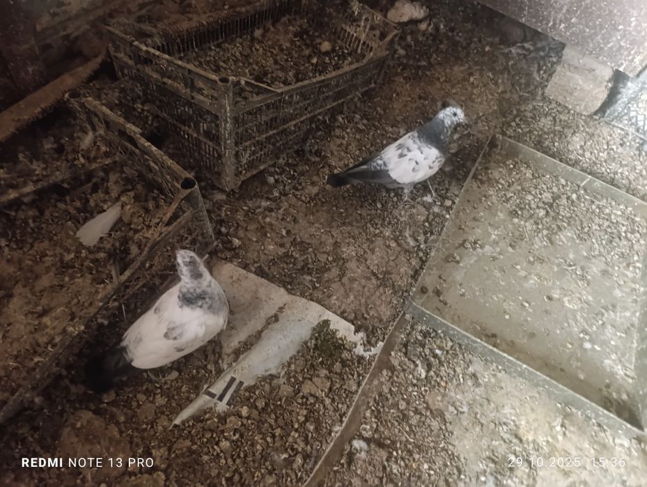 Кабутар сотилади