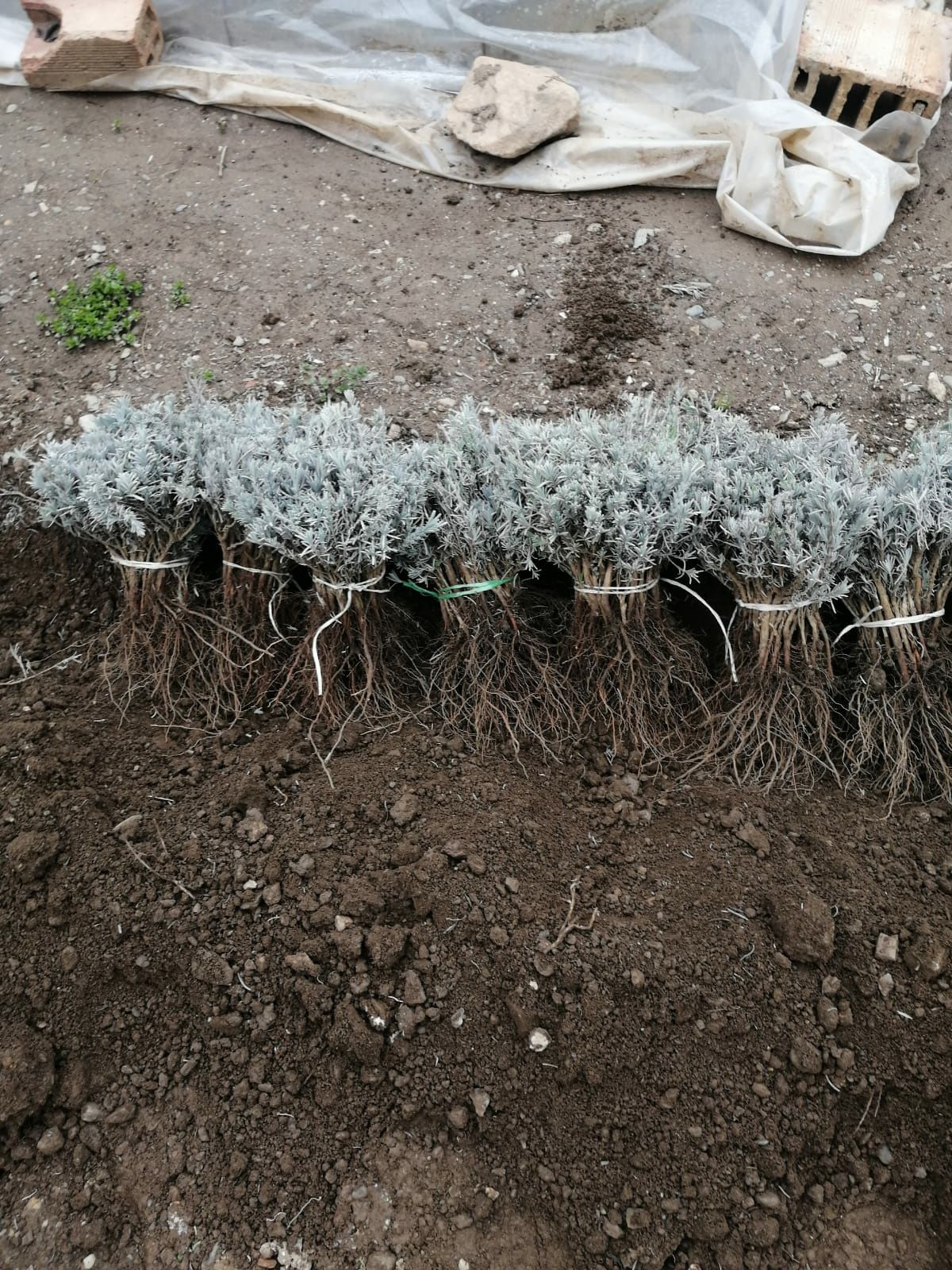 Vand butasi si tufe de lavanda .