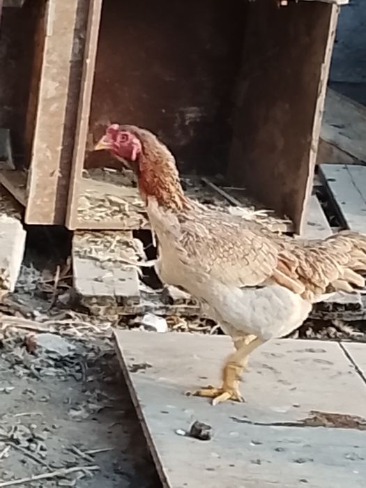 Дакан 2та пара тухумда