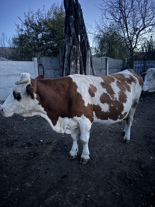 Vaca de vazare gestanta