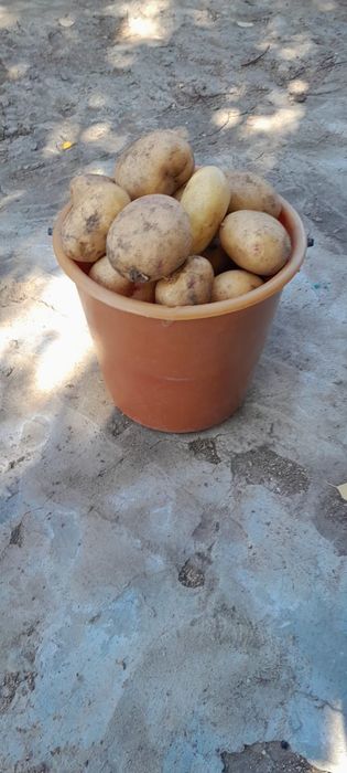 Картошка дачная.