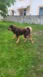 Mastiff Tibetan mascul(ciobănesc)