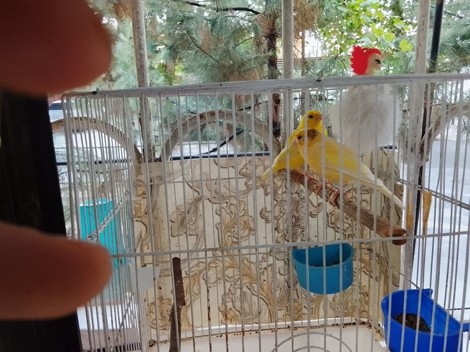 Канарейки готовые