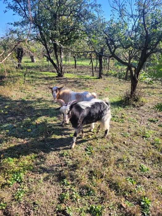 Iezi de vanzare, varsta ~ 9luni