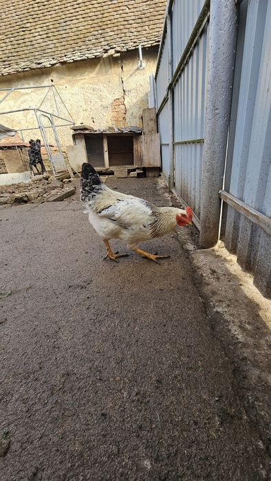 Cocosi românești de tara