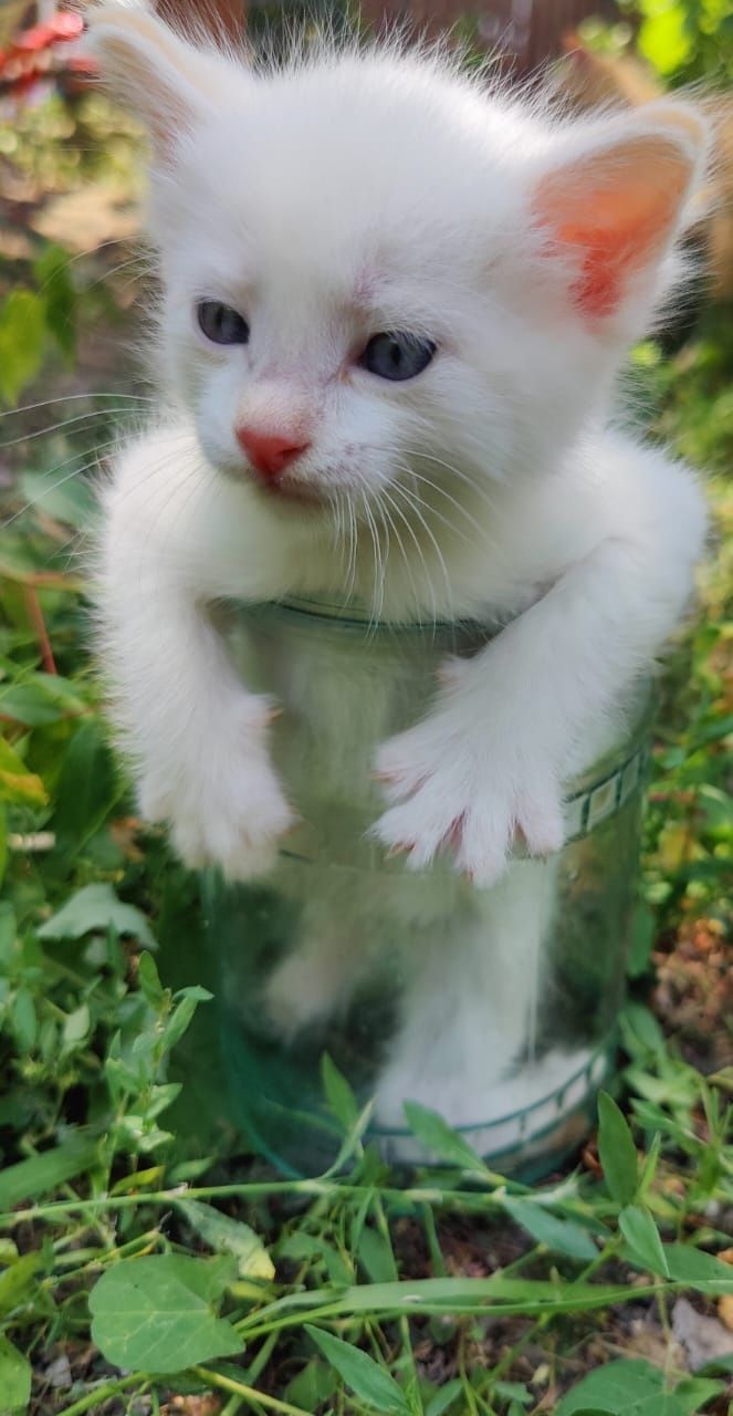 Отдам котят в добрые ,любящие руки.