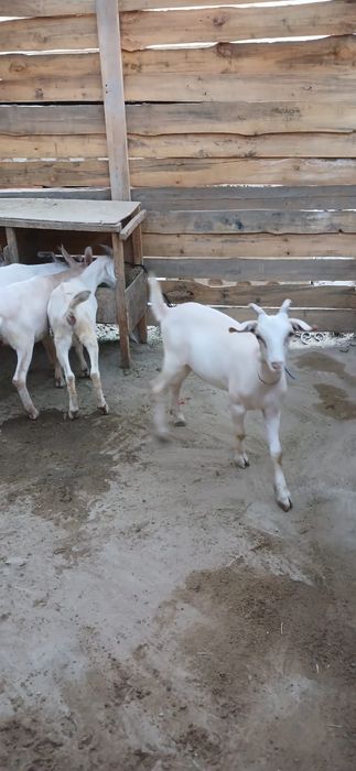 Занен пародалы лақтар