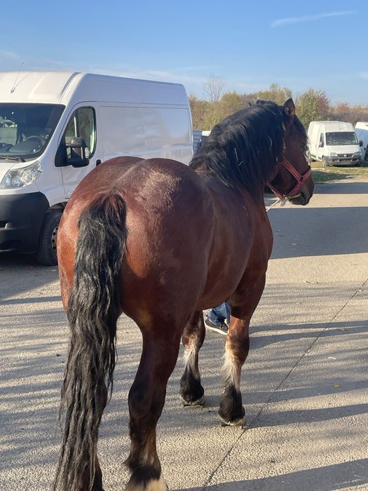 Vand armasar de 4ani