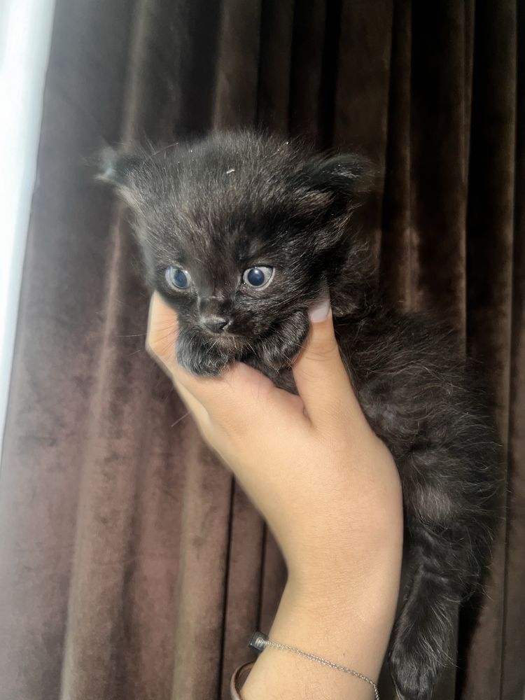 Отдам котят в добрые руки!