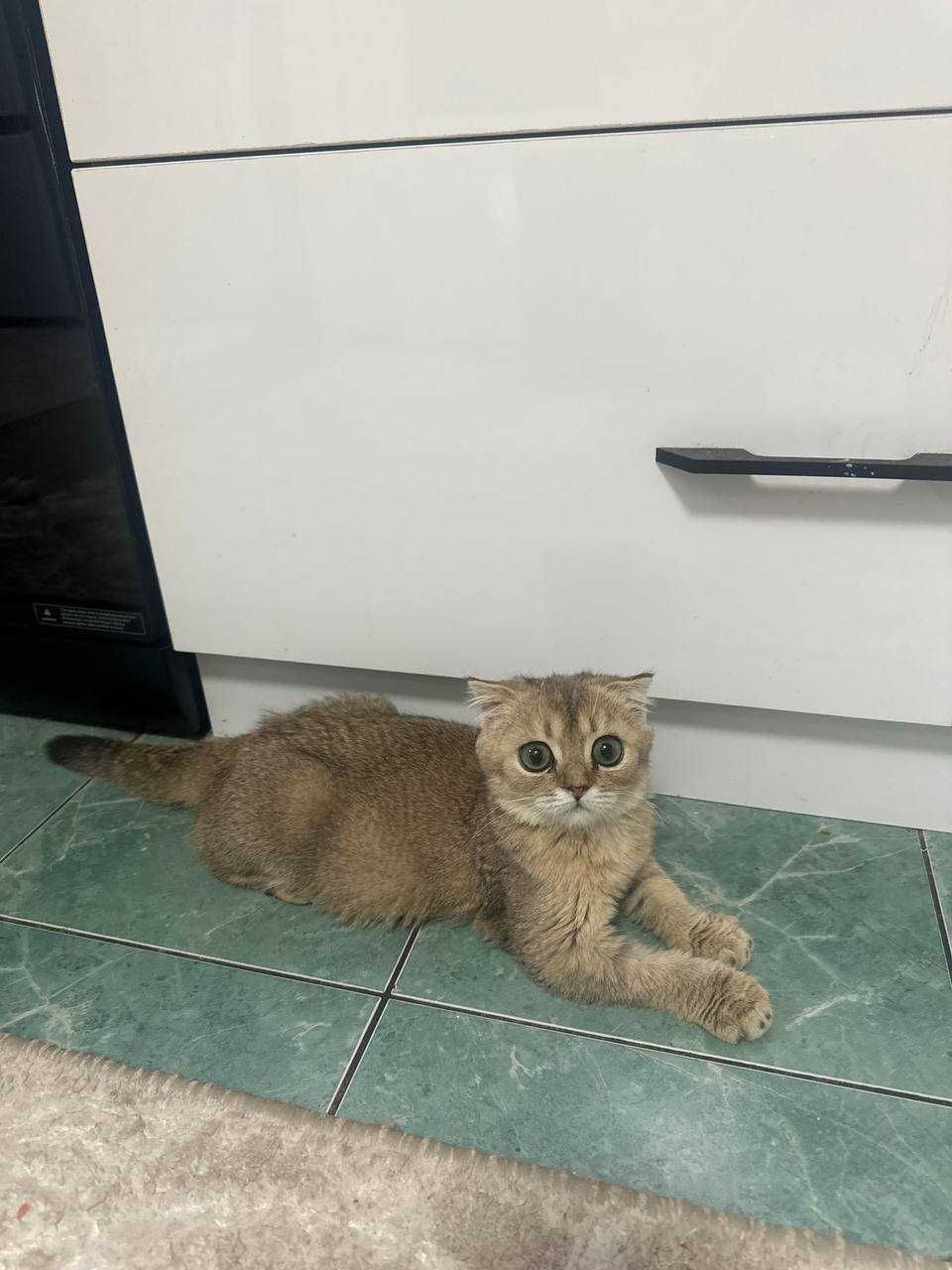 Продам шотландский кот вислоухий
