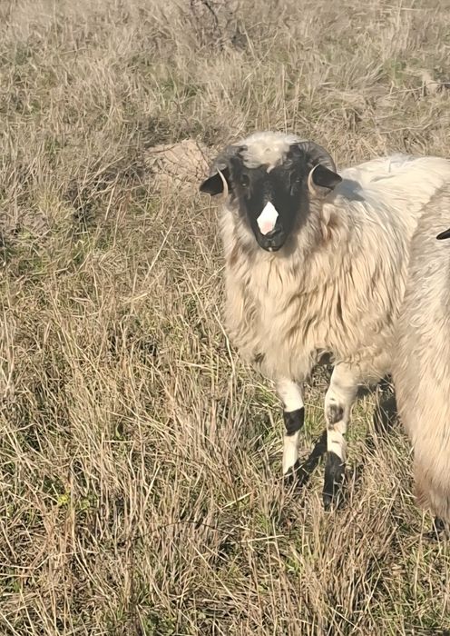 Vând miel din oi foarte bune de lapte , se pot vedea părinți mielului.