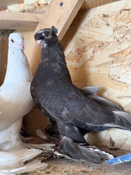 Пара двухчубыий.